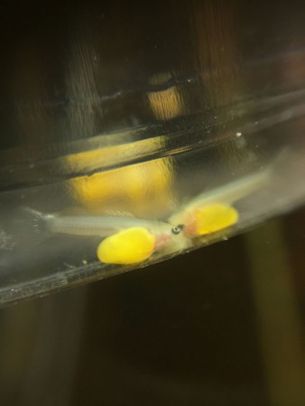 Ancistrus L144 Longfin Jongen met vruchtzakje